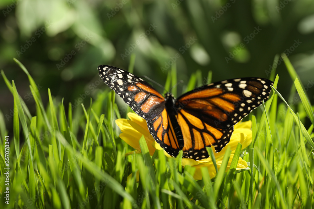 Obraz premium Beautiful monarch butterfly on flower in garden