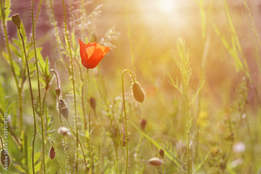 Naklejka premium Wildflowers poppies. Beautiful wildflowers on a lovely sunny day. flowers in sunset. 