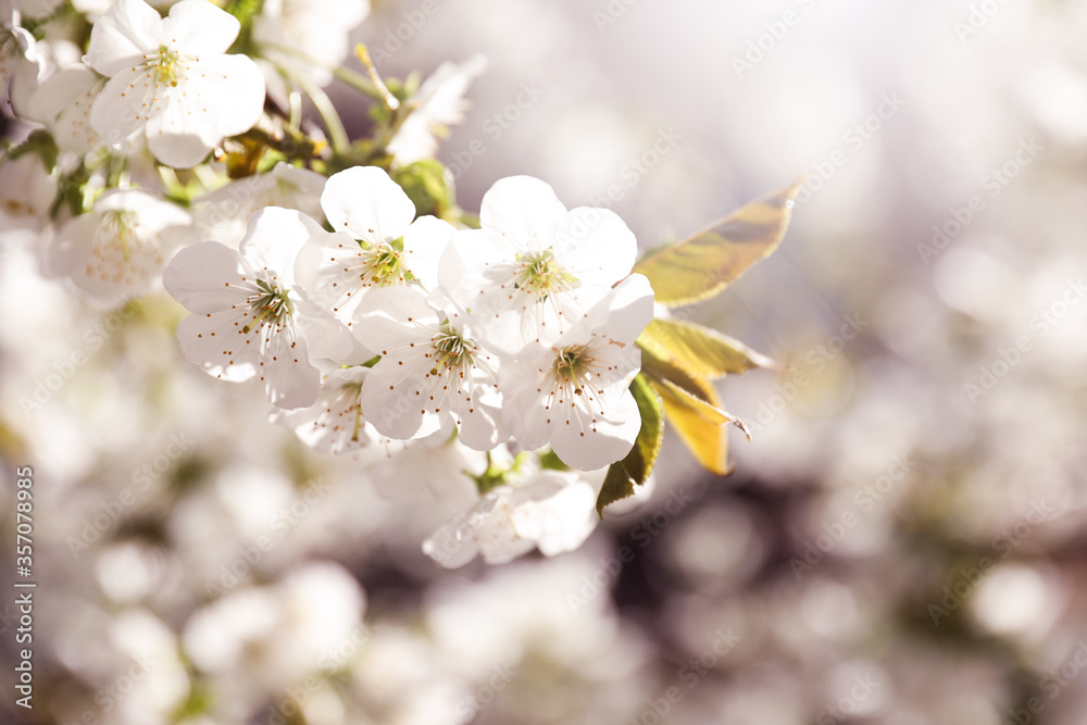 Closeup view of beautiful blossoming tree on sunny spring day outdoors Closeup view of beautiful blossoming tree on sunny spring day outdoors