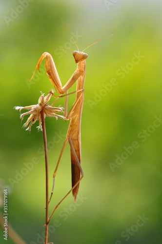 Close up of pair of Beautiful European mantis ( Mantis religiosa ) © blackdiamond67