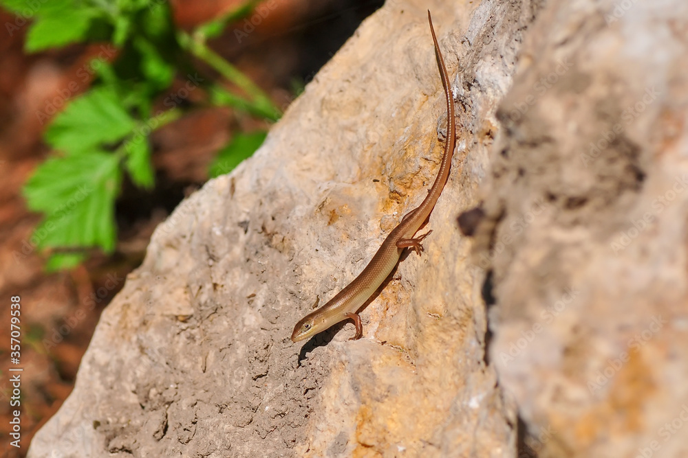 Closeup Beautiful lizard in the garden Closeup Beautiful lizard in the garden