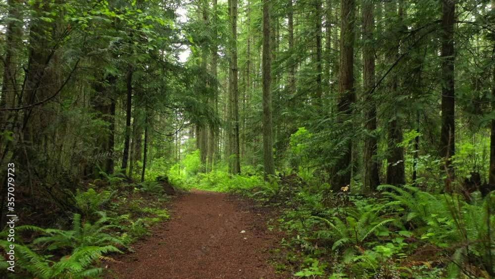 Rain Forest Trail in the Pacific Northwest. Springtime intense color in the understory and tall fir trees make for a delightful, and almost unreal, hike in this rain forest environment . Rain Forest Trail in the Pacific Northwest. Springtime intense color in the understory and tall fir trees make for a delightful, and almost unreal, hike in this rain forest environment .