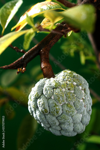 srikaya fruit or Annona squamosa, delicious fruit, on a three ready for harvesting photo