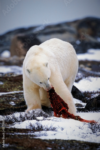 Large Polar Bear in arctic tundra feeding on seal carcass,northern manitoba, canada