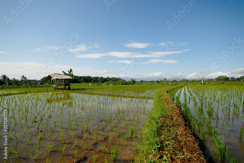 Paddys field, Kuningan, West Java, Indonesia photo