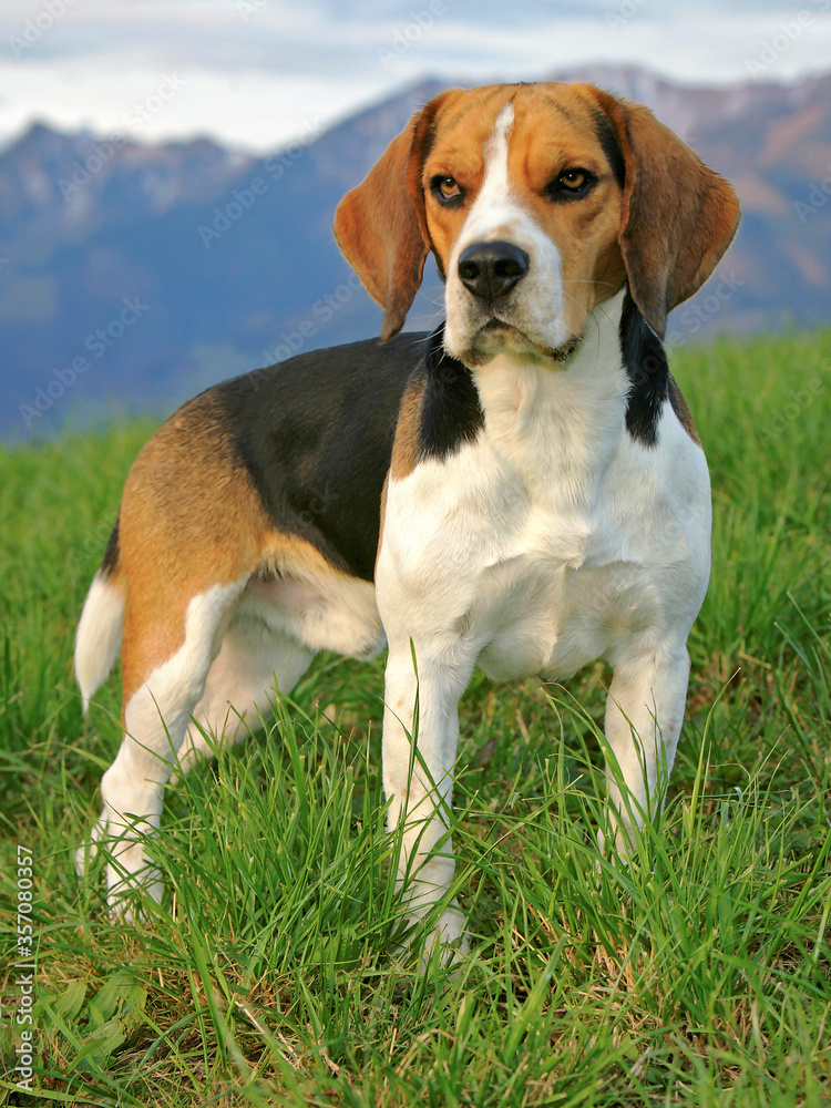 Beagle Dog standing on grass, watching alert