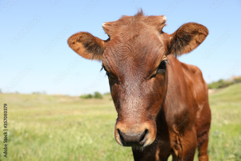 Cute brown calf outdoors on sunny day. Animal husbandry