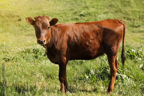 Cute brown calf on green pasture. Animal husbandry