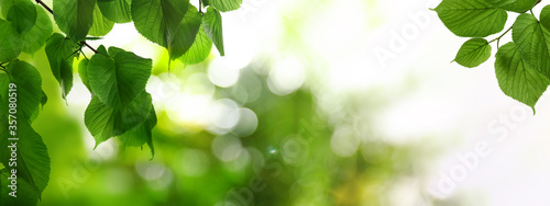 Fotografiet Tree branches with green leaves on sunny day. Banner design