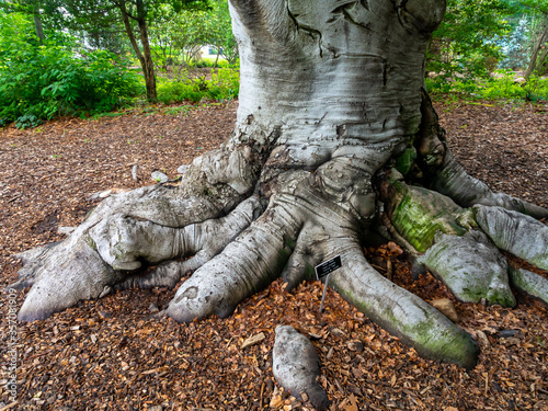 foot of an elephant tree - copper beech