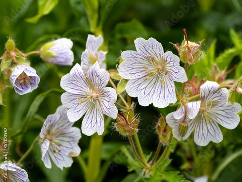 Closeup of beautiful white Geranium ibericum flowers, variety White Zigana, in a garden photo