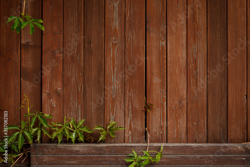 Green climber plant on red brown wood plank background. Copy space