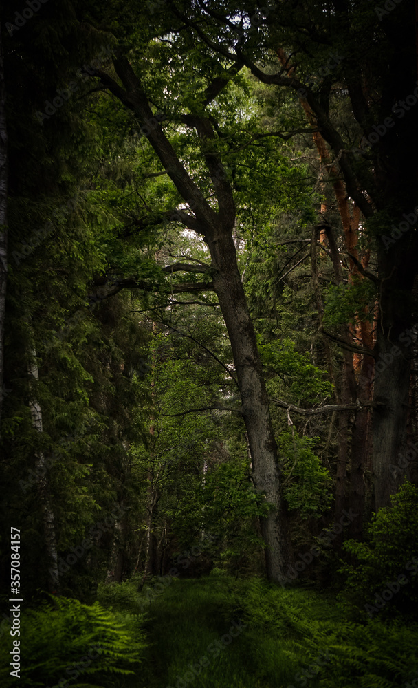 forest in the morning