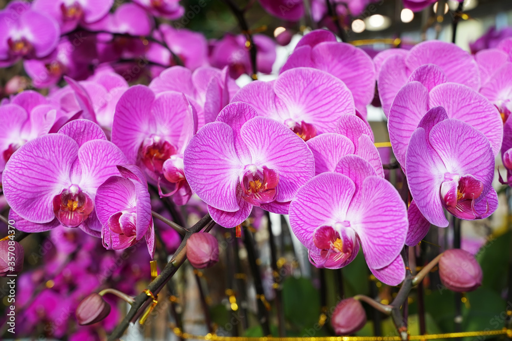 Fototapeta premium Flowers beautiful purple orchid phalaenopsis.