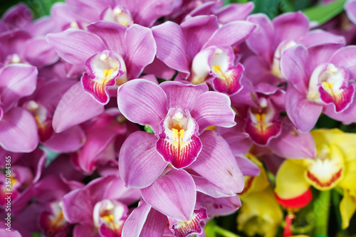 Flowers beautiful purple orchid phalaenopsis.