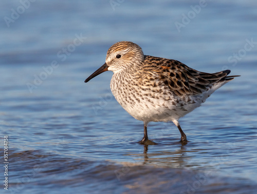 White-rumped sandpiper (Calidris fuscicollis) in breeding plumage wading in shallow water at the ocean beach, Galveston, Texas, USA.