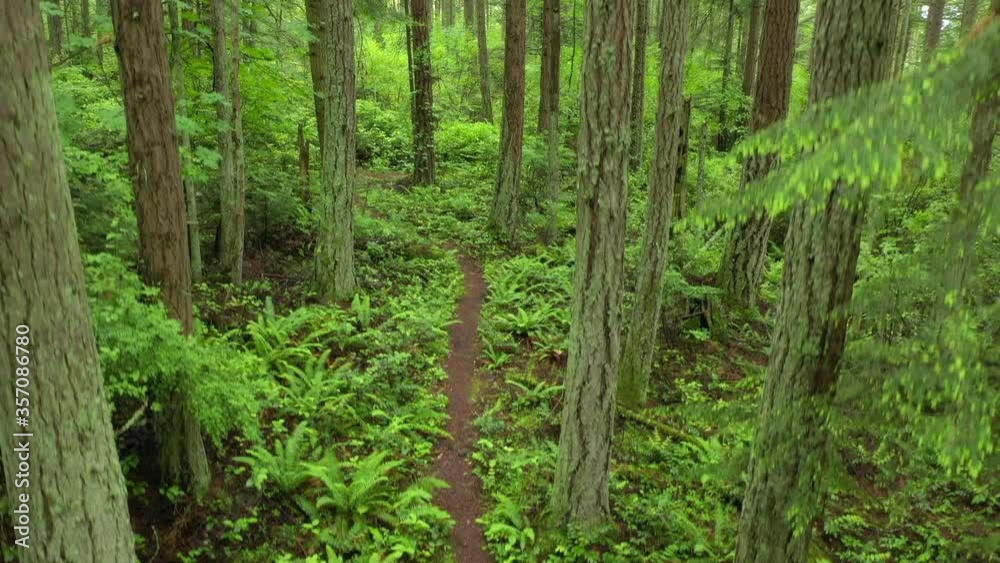 Rain Forest Trail in the Pacific Northwest. Springtime intense color in the understory and tall fir trees make for a delightful, and almost unreal, hike in this rain forest environment . Rain Forest Trail in the Pacific Northwest. Springtime intense color in the understory and tall fir trees make for a delightful, and almost unreal, hike in this rain forest environment .