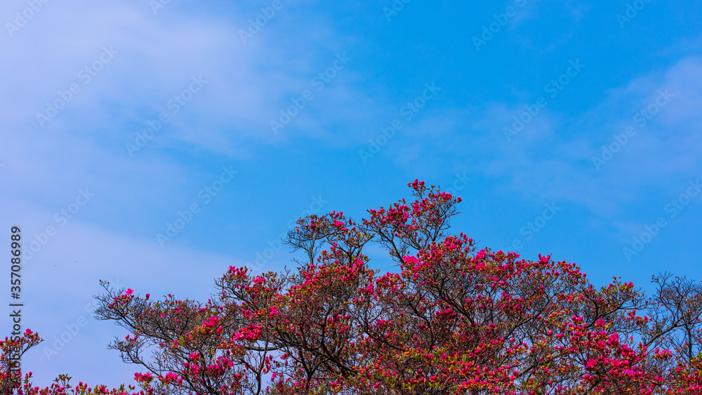 전통적인 한국 풍경