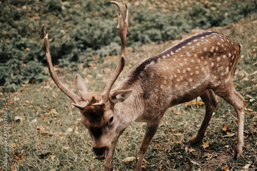 Deer eating green grass in the park. Deer eating green grass in the park.