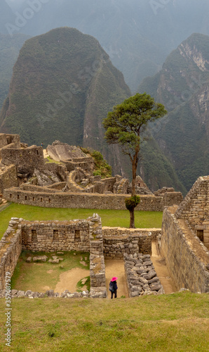 Foto Big tree at the center of one of Machu Pichhu citadel courtyards, Massive mounta