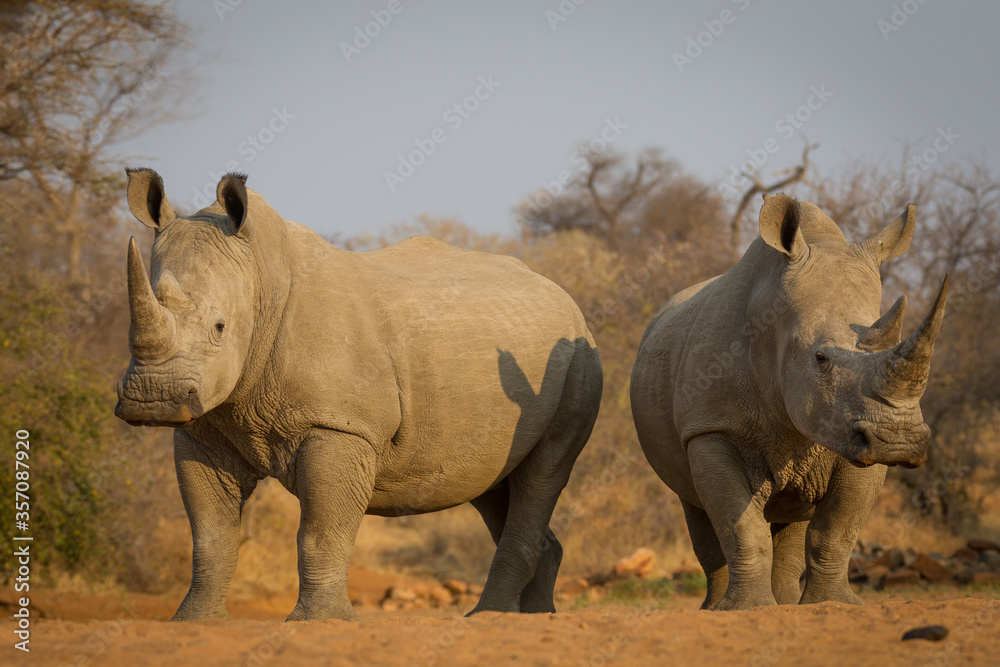 Obraz premium Two adult white rhino with big horns in Kruger Park South Africa