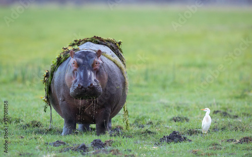 Fotografia One adult hippo out of water eating grass with cattle egret watching him in Chob