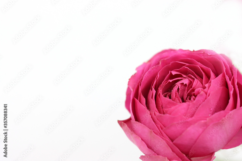 Fototapeta premium A colorful pink rose