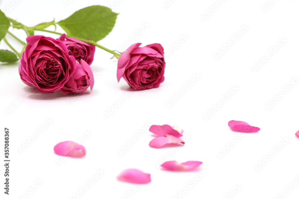 A colorful pink rose A colorful pink rose