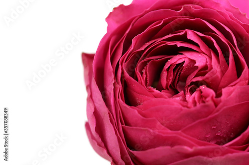 A colorful pink rose