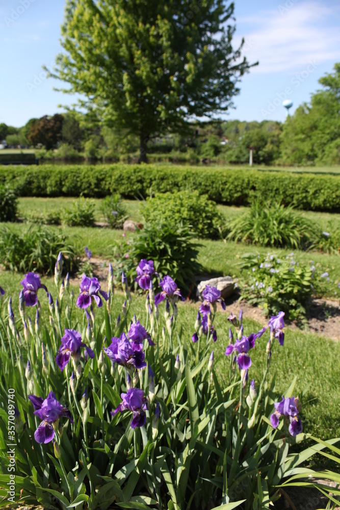 flowers in the park, spring, purple iris, flowers in the park, spring, purple iris,