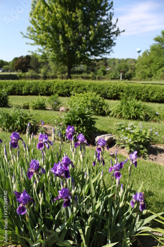 flowers in the park  spring  purple iris  