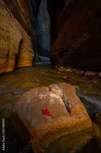 Single Burst Of Color In Dark Slot Canyon