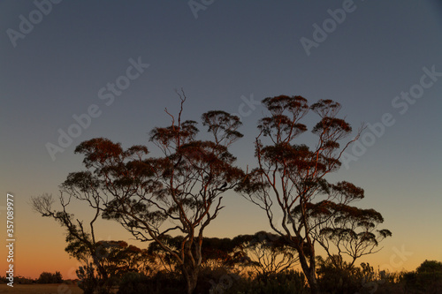 Mallee woodland silhouette against a sunset  Western Australia
