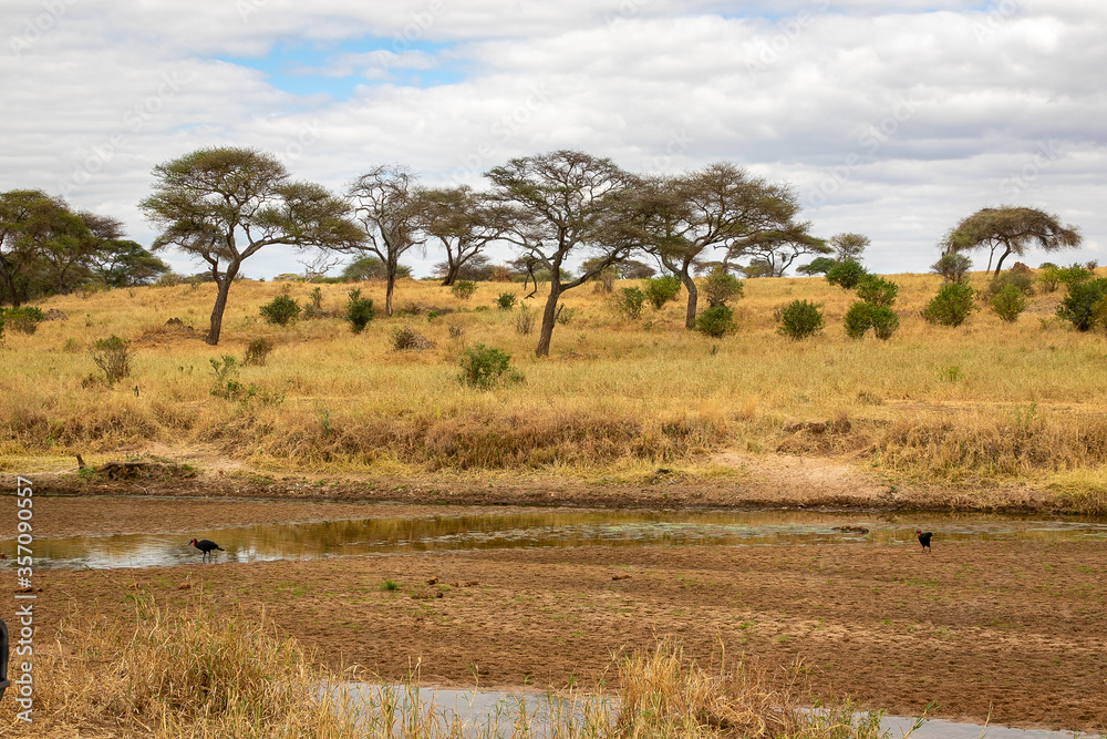 タンザニア・タランギーレ国立公園の水がない川周辺の風景