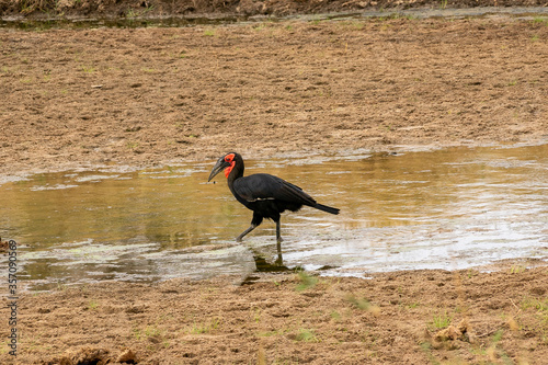 タンザニア・タランギーレ国立公園の水辺で見かけたアオツラジサイチョウ photo