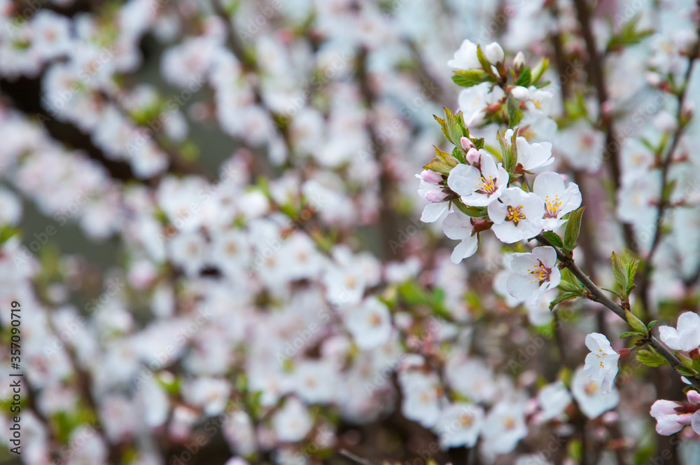 blooming cherry flowers close-up in the sunlight blooming cherry flowers close-up in the sunlight