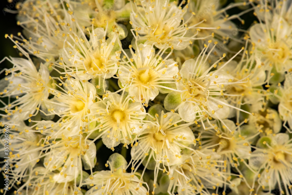 Lemon Myrtle Flowers (Backhousia citriodora) Lemon Myrtle Flowers (Backhousia citriodora)