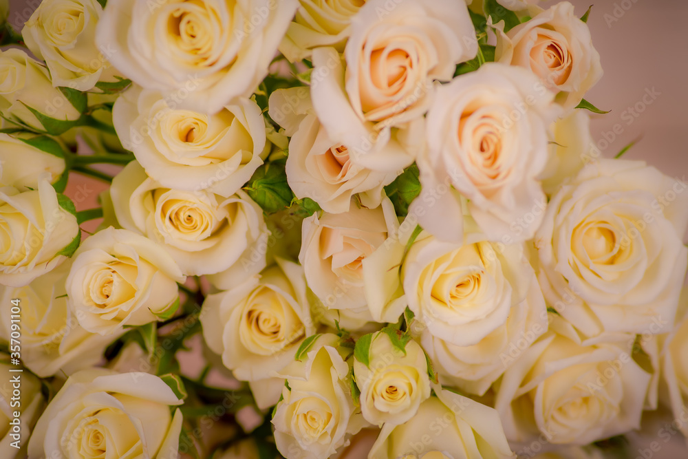 Close up of a bouquet of White Majolica roses variety, studio shot, white flowers. Spray roses