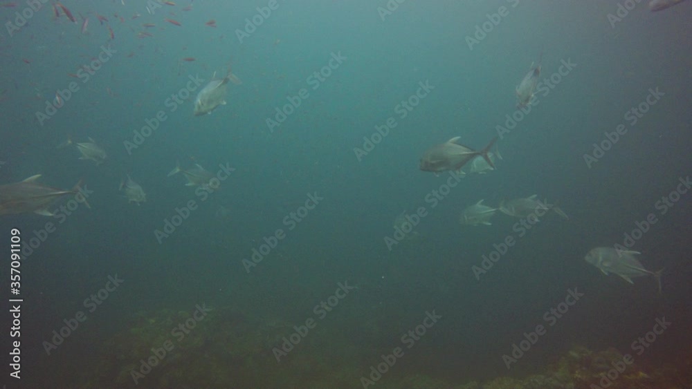 Fish in ocean: Trevallies, tuna and mackerel in sea Fish in ocean: Trevallies, tuna and mackerel in sea