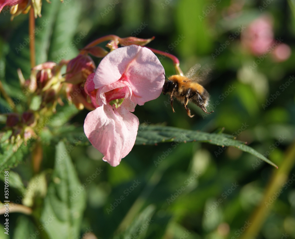 A bumblebee flies up to a pink flower
