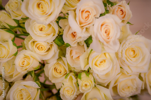 Close up of a bouquet of White Majolica roses variety  studio shot  white flowers. Spray roses