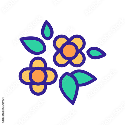 canola flowers buds icon vector. canola flowers buds sign. isolated color symbol illustration