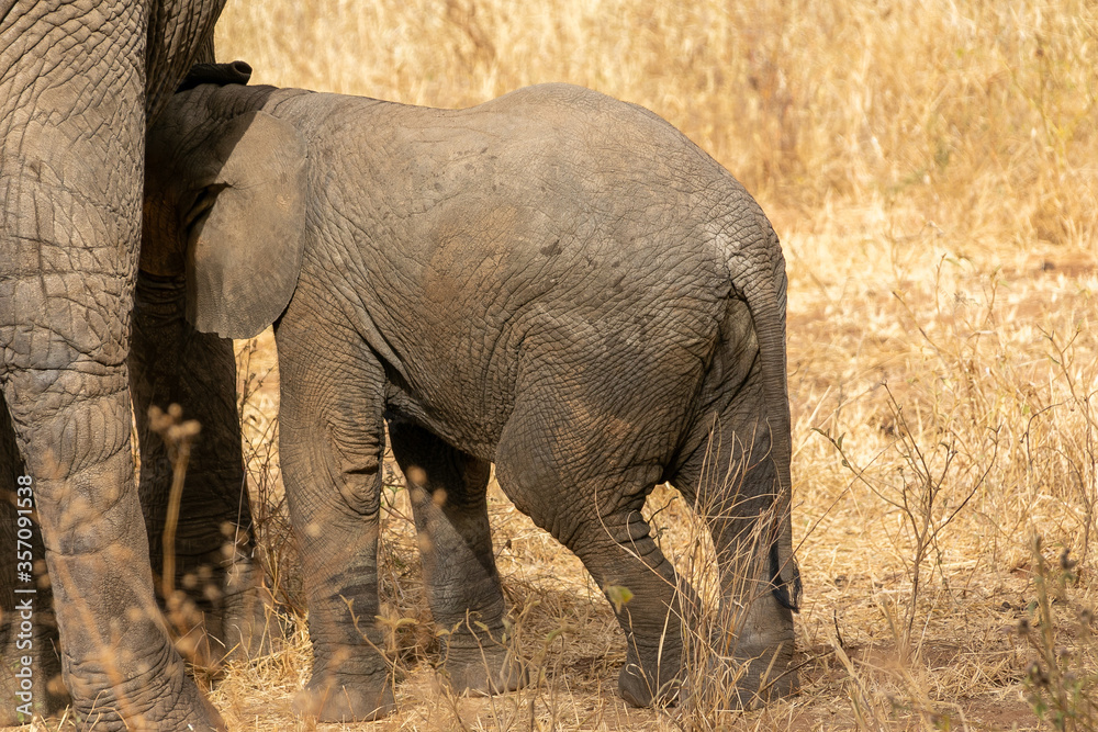 タンザニア・タランギーレ国立公園で見かけた、お母さんのおっぱいを飲むアフリカゾウの赤ちゃん