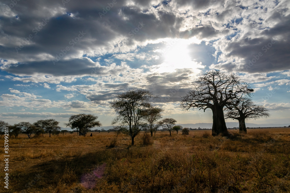 タンザニア・タランギーレ国立公園に生えているハオバブの木と、空に浮かぶ雲