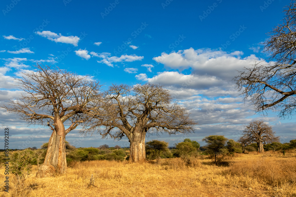 タンザニア・タランギーレ国立公園に生えているハオバブの木と青空