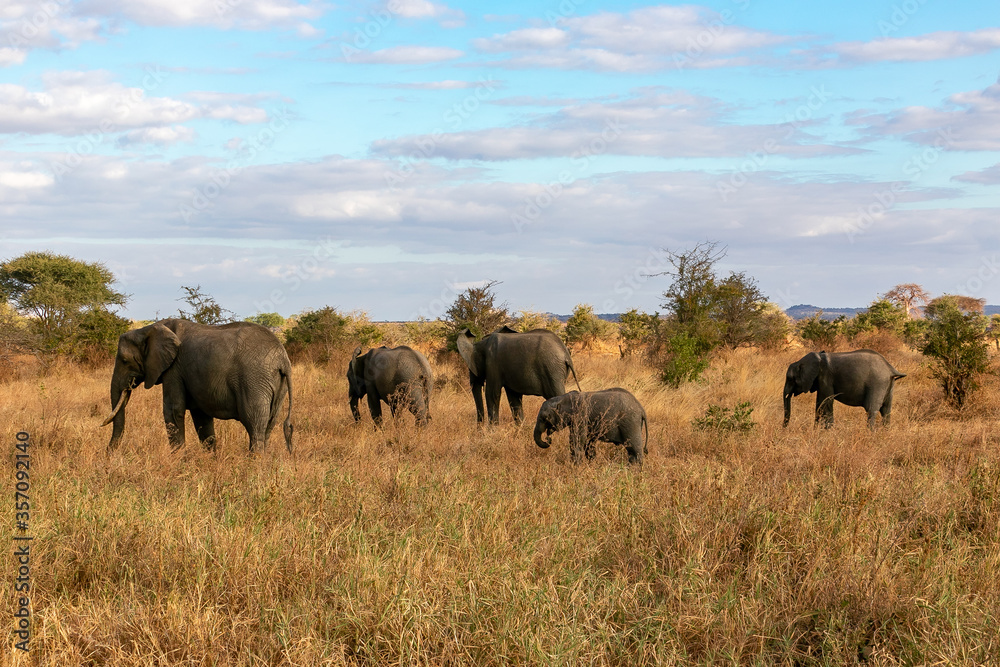 タンザニア・タランギーレ国立公園で見かけたアフリカゾウの群れと青空