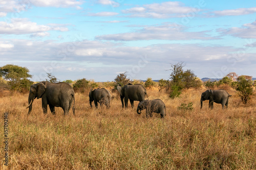 タンザニア・タランギーレ国立公園で見かけたアフリカゾウの群れと青空 © 和紀 神谷