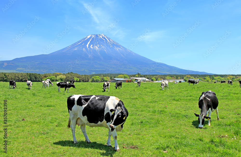 Holstein Friesian cows grazing on a farm on the Asagiri Highland area near Mount Fuji in Japan. Holstein Friesian cows grazing on a farm on the Asagiri Highland area near Mount Fuji in Japan.