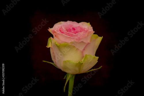 Close up of Esperance roses variety  studio shot.