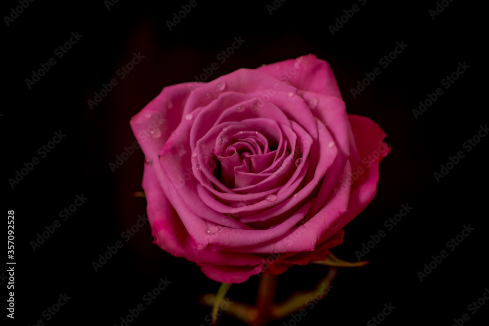 Close Up Macro of Moody Blues roses variety, studio shot. Close Up Macro of Moody Blues roses variety, studio shot.
